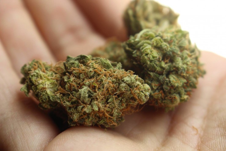 Fleur de CBD : définition, usage médicale, propriétés et légalité